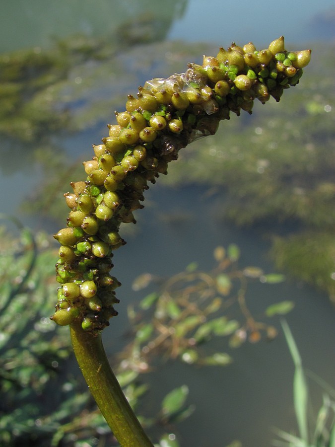 Image of Potamogeton nodosus specimen.