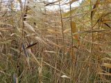 Phragmites australis