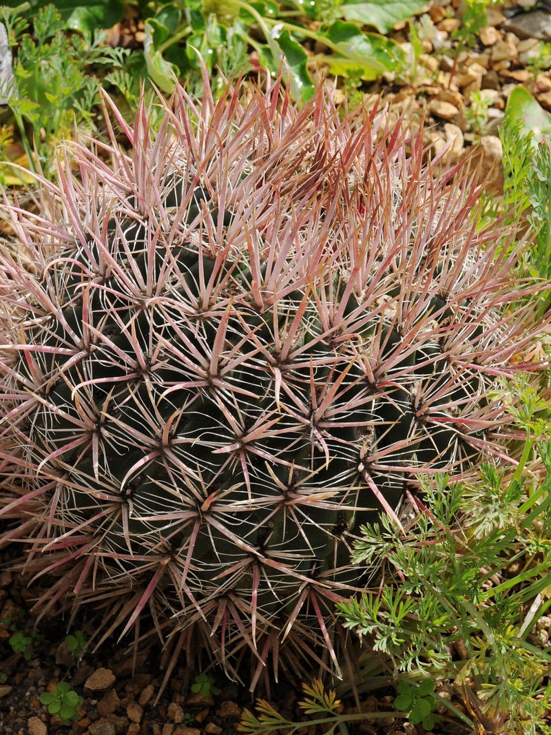 Image of Ferocactus fordii specimen.