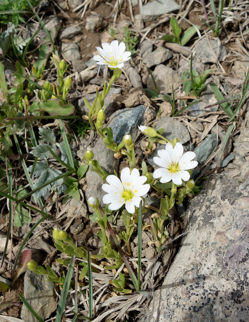 Image of Dichodon cerastoides specimen.