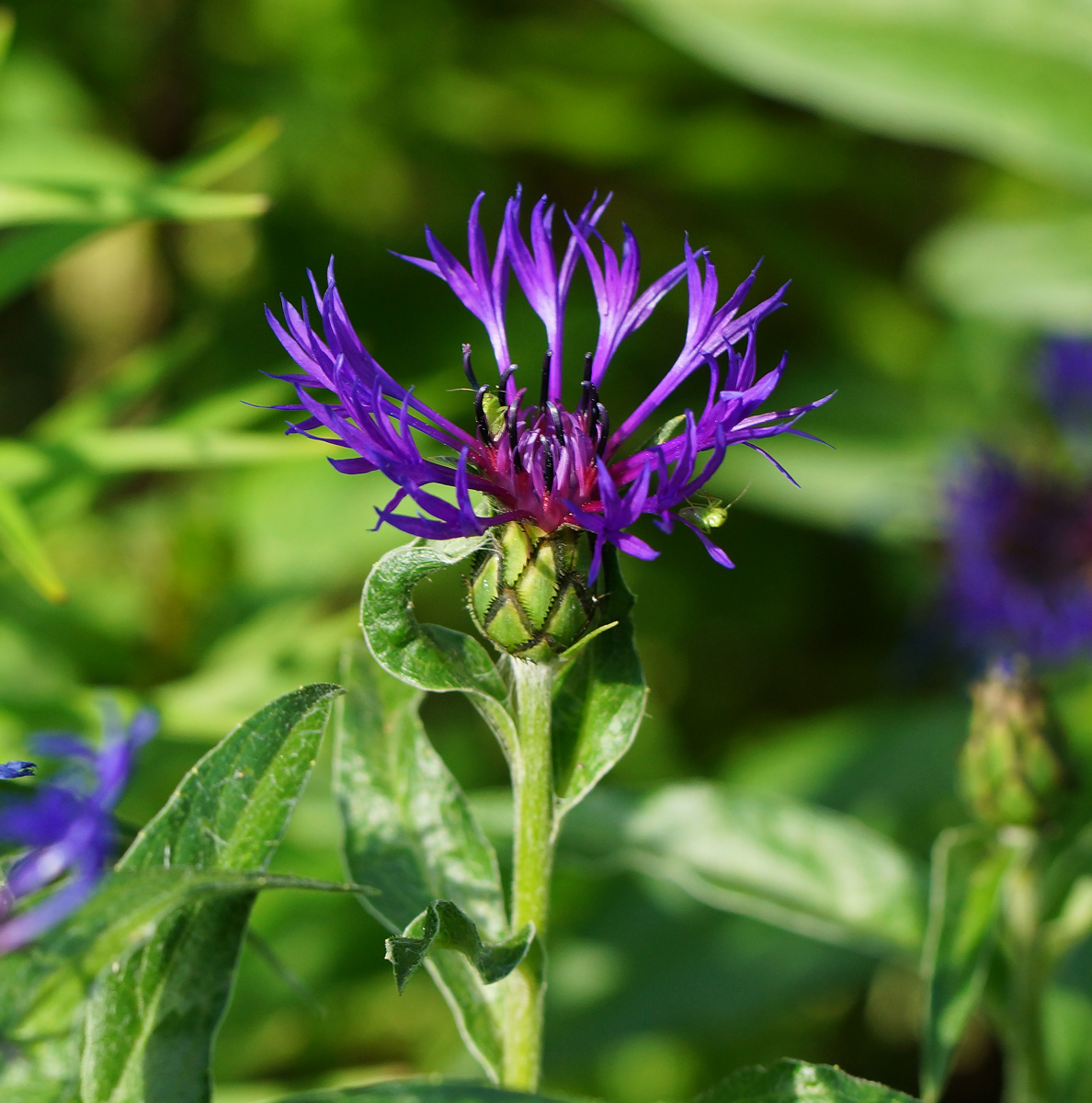 Image of Centaurea montana specimen.