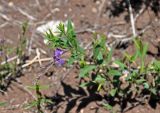 Polygala sibirica. Верхушка цветущего растения. Алтай, Онгудайский р-н, устье р. Большой Яломан, пойменная терраса. 11.06.2019.