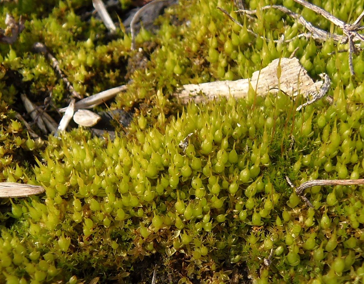 Изображение особи семейство Funariaceae.