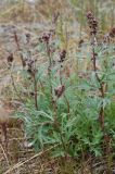 Artemisia tilesii