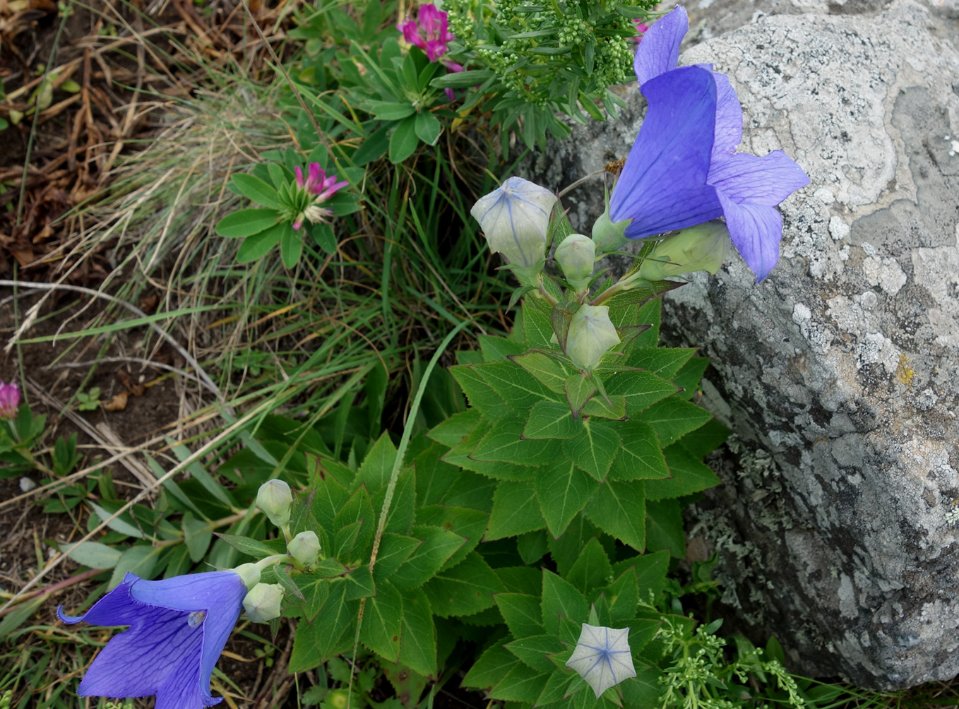 Image of Platycodon grandiflorus specimen.