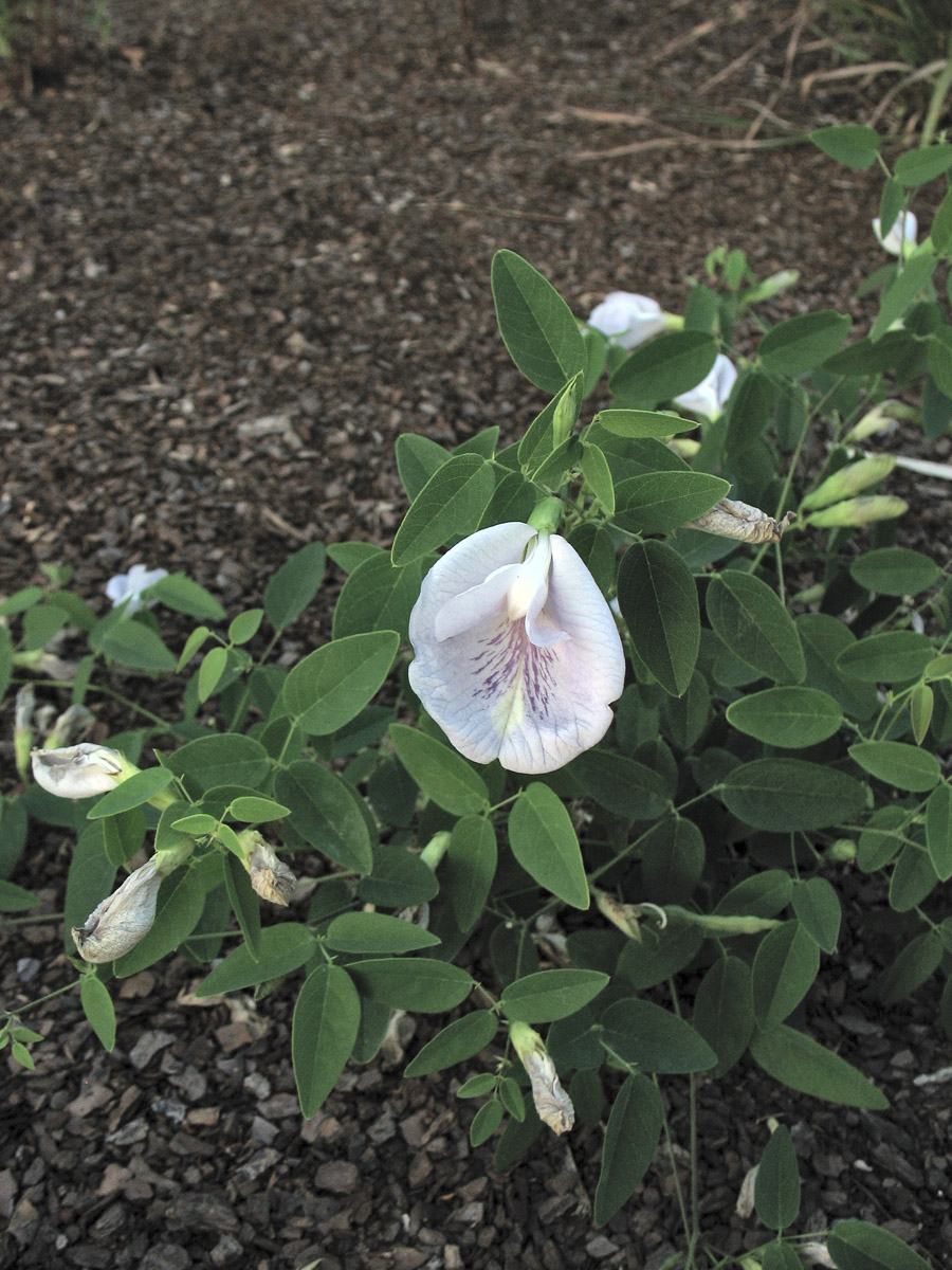 Image of Clitoria mariana specimen.