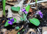 Viola phalacrocarpa. Цветущее растение. Приморский край, окр. г. Владивосток, в дубовом лесу. 20.05.2020.