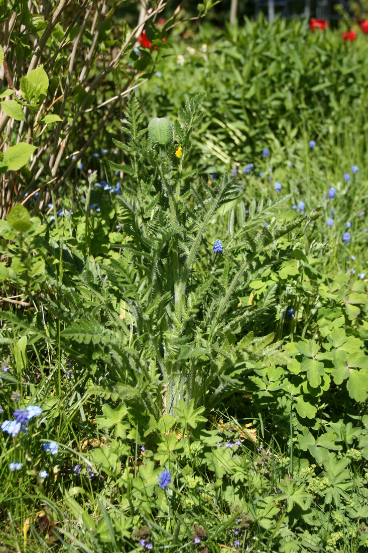 Image of Papaver setiferum specimen.