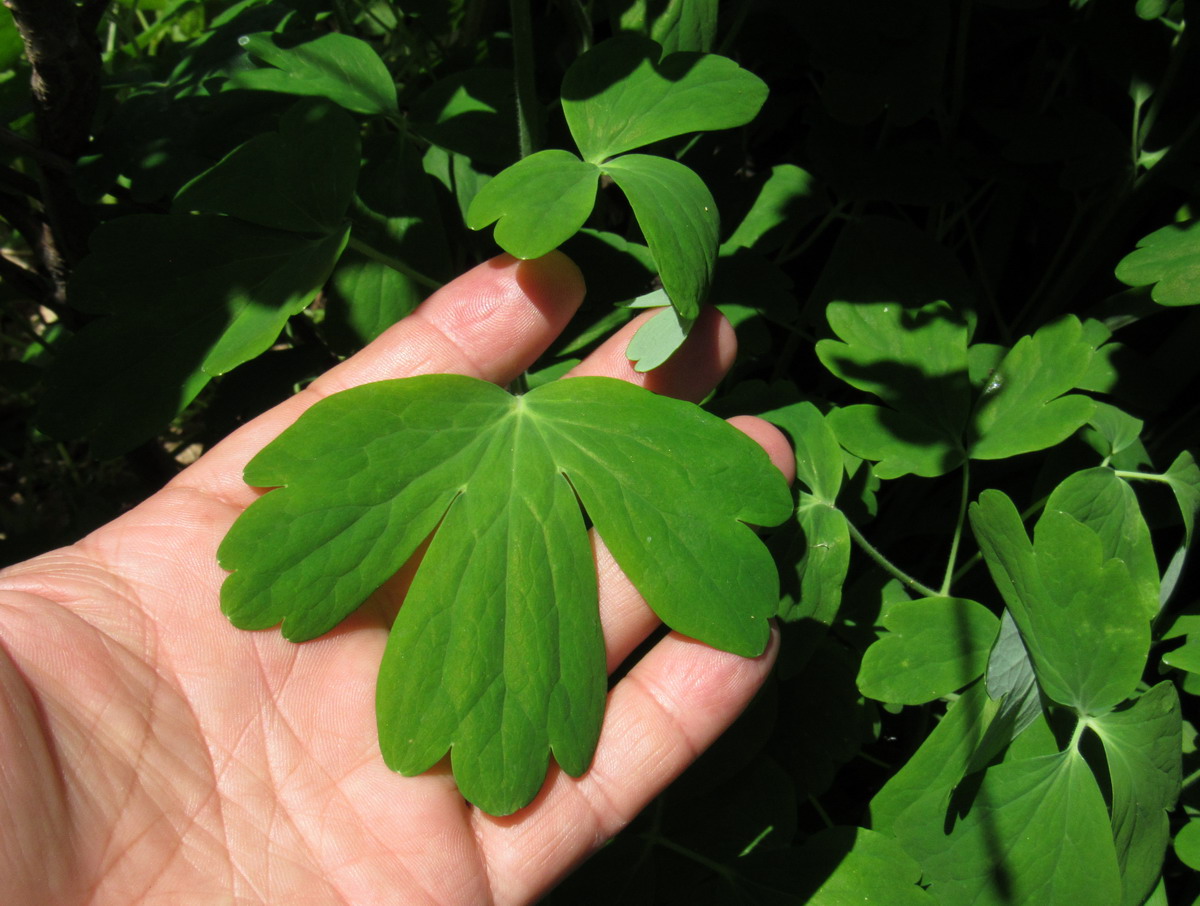 Image of genus Aquilegia specimen.