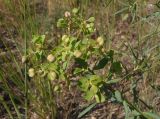 Euphorbia esula. Соплодие. Украина, г. Запорожье, восточная окраина, долина р. Мокрая Московка, левый берег, на вершине холма, разнотравная степь. 11.07.2020.