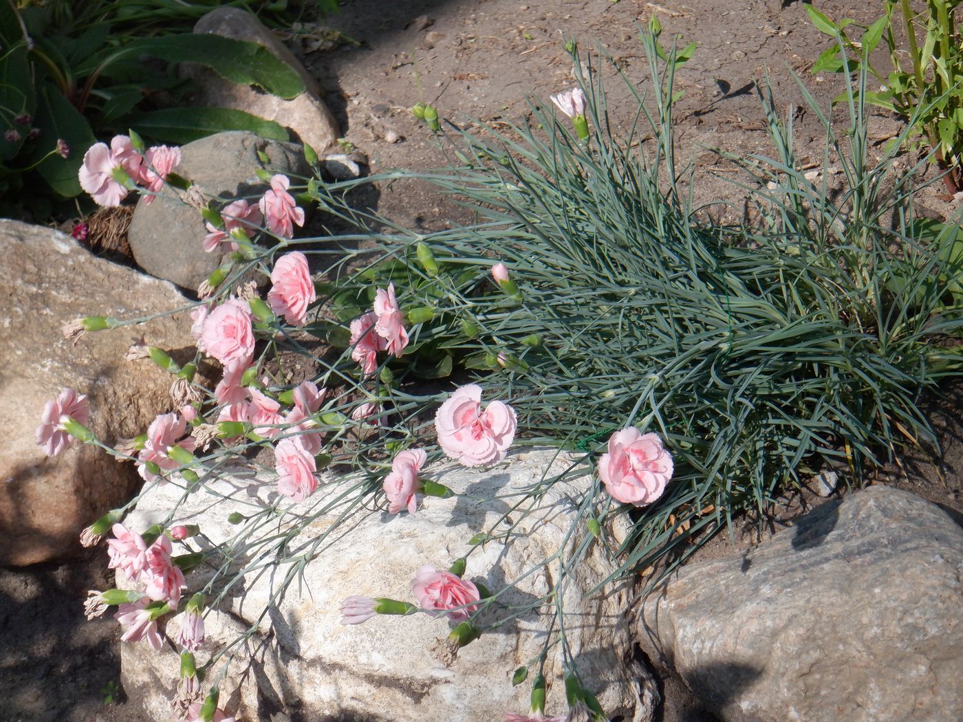 Image of genus Dianthus specimen.