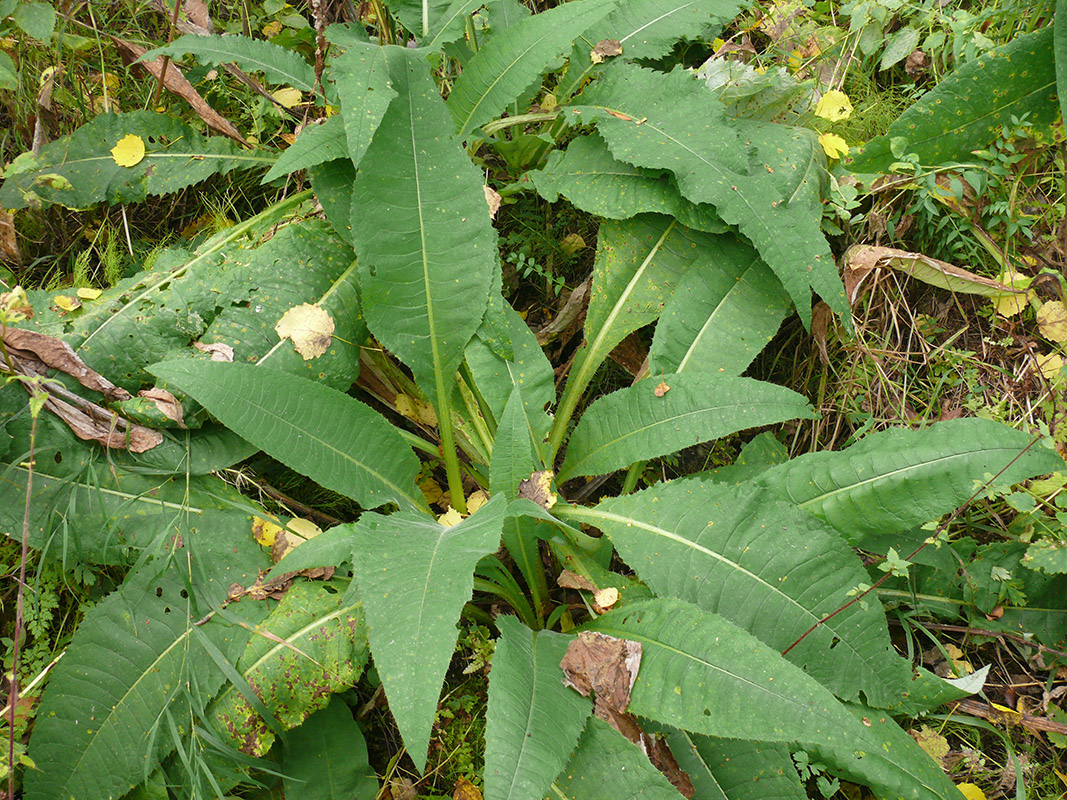 Изображение особи Cirsium helenioides.