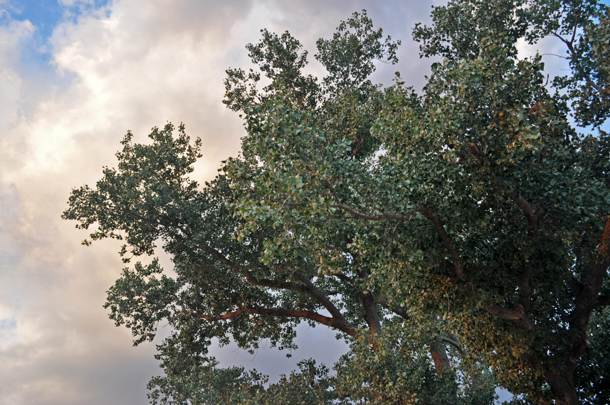 Image of genus Populus specimen.