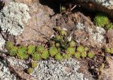 Sempervivum pumilum