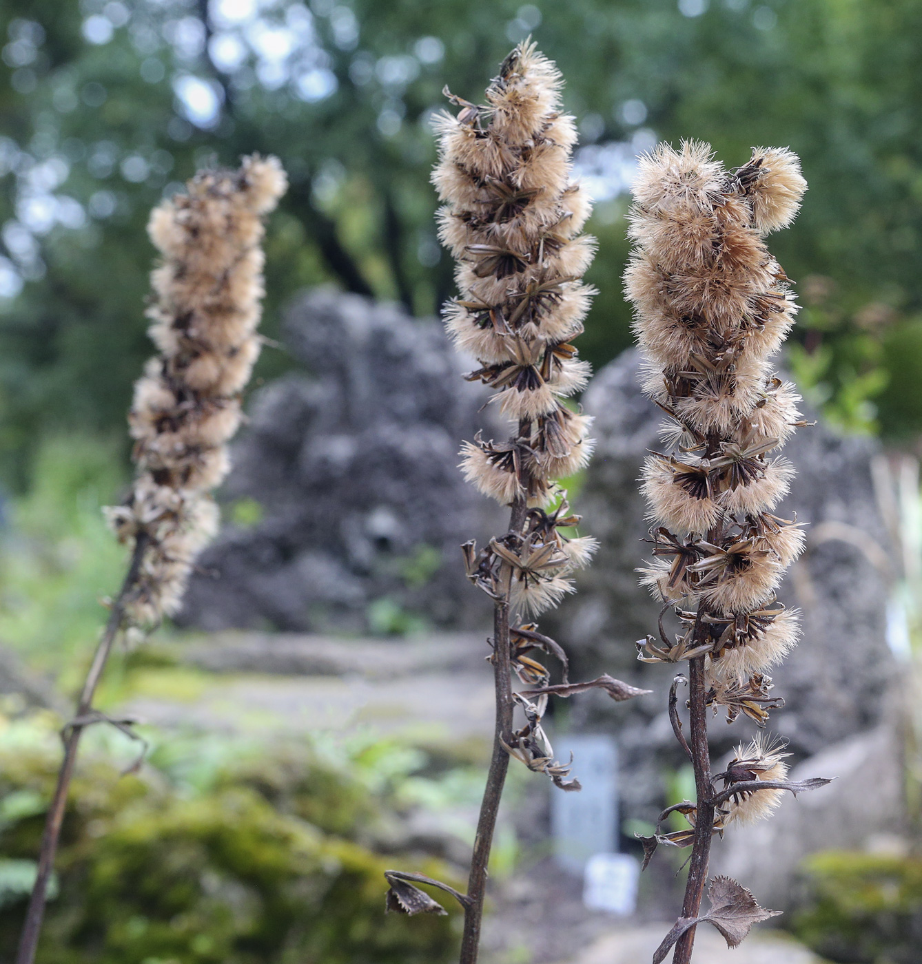 Image of genus Ligularia specimen.