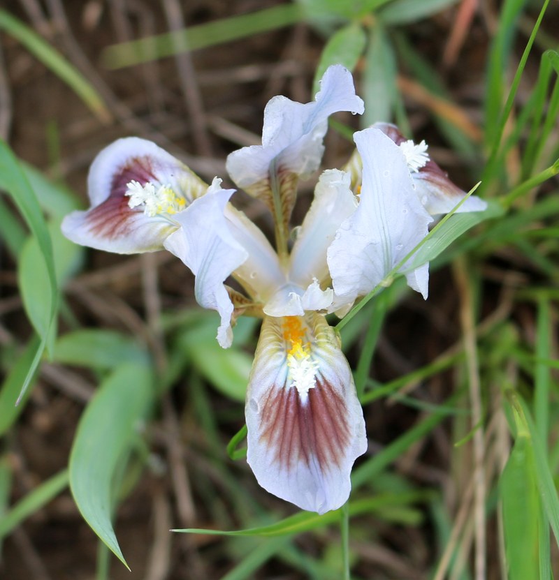 Изображение особи Iris pumila.