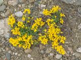 Genista depressa. Цветущее растение. Крым, городской округ Феодосия, окр. пос. Орджоникидзе, мыс Киик-Атлама, каменистая осыпь. 02.05.2021.