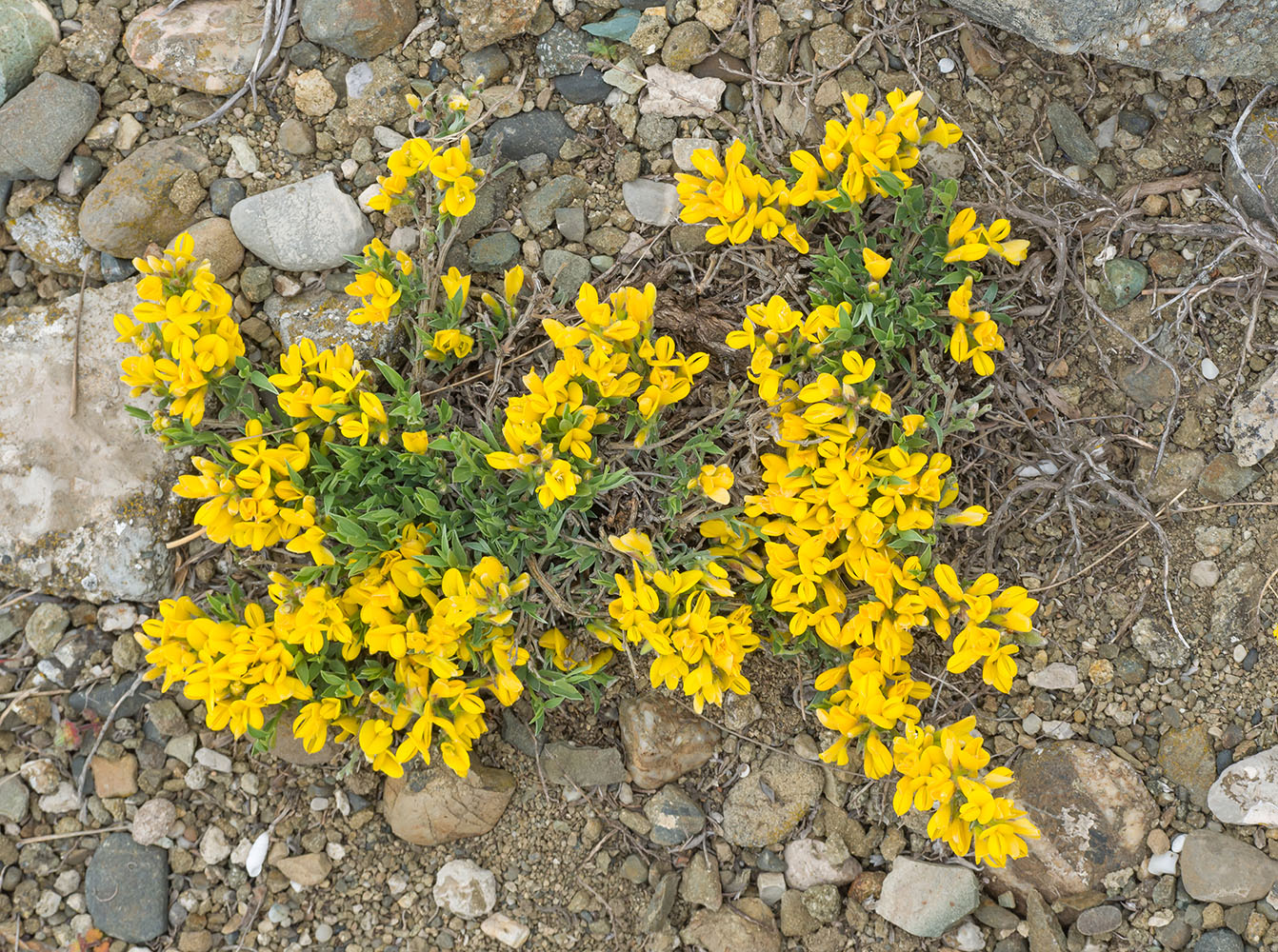 Изображение особи Genista depressa.