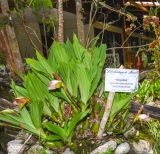 Lycaste macrophylla. Цветущее растение. Перу, регион Куско, провинция Урубамба, окр. г. Machupicchu, ботанический сад \"Jardines de Mandor\". 20.10.2019.