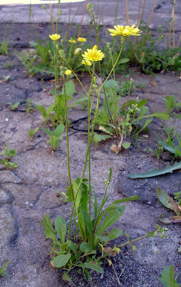 Image of Lagoseris sancta specimen.