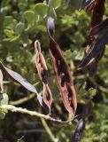 Acacia cultriformis. Вскрывшиеся плоды с семенами. Испания, автономное сообщество Каталония, провинция Жирона, комарка Баш-Эмпорда, муниципалитет Палафружель, ботанический сад \"Кап-Роч\". 13.07.2021.