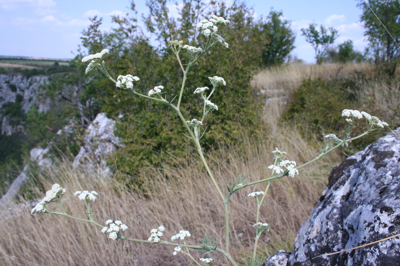 Image of Seseli besserianum specimen.