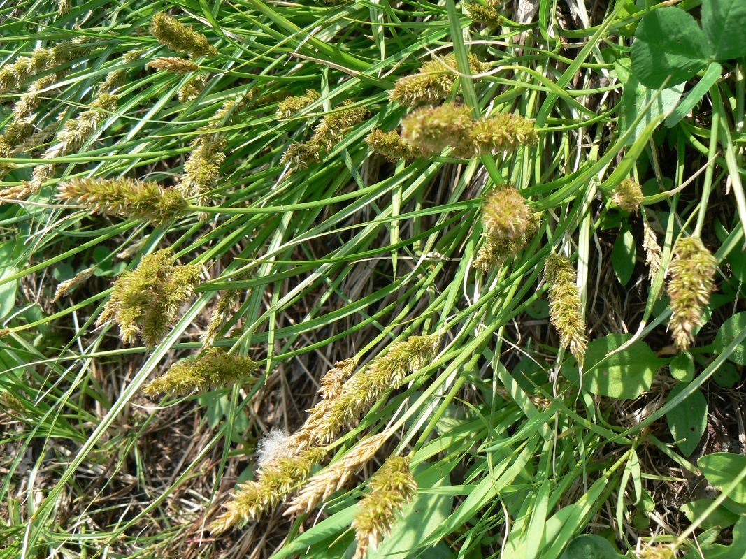 Image of Carex laevissima specimen.