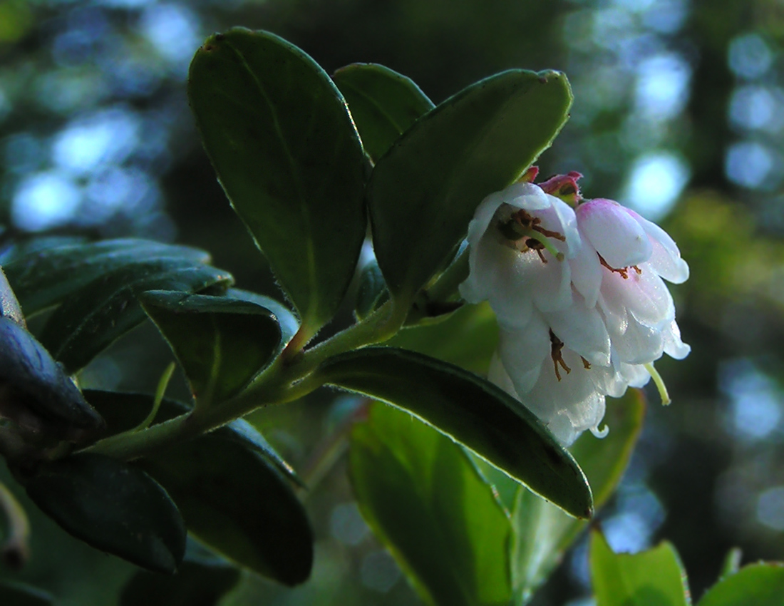 Image of Vaccinium vitis-idaea specimen.