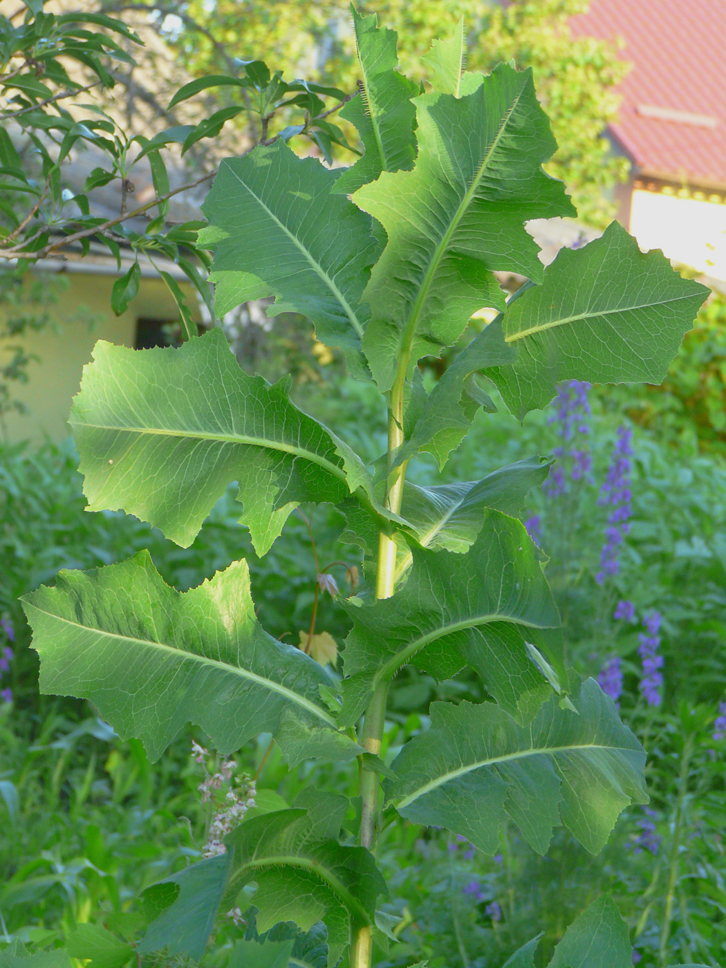 Image of Lactuca serriola specimen.