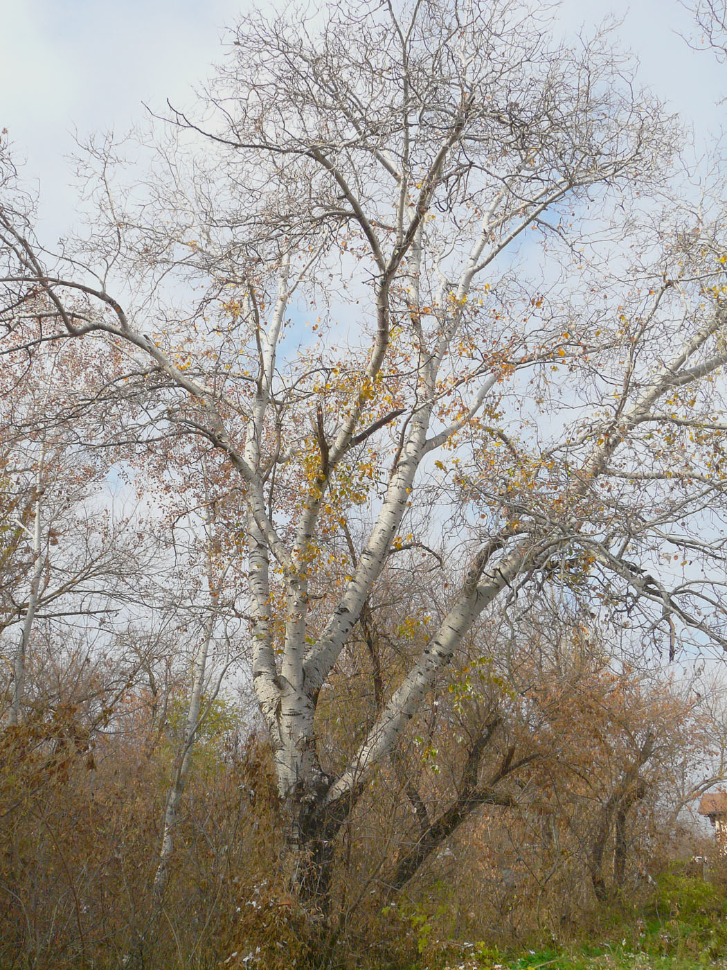 Image of Populus alba specimen.