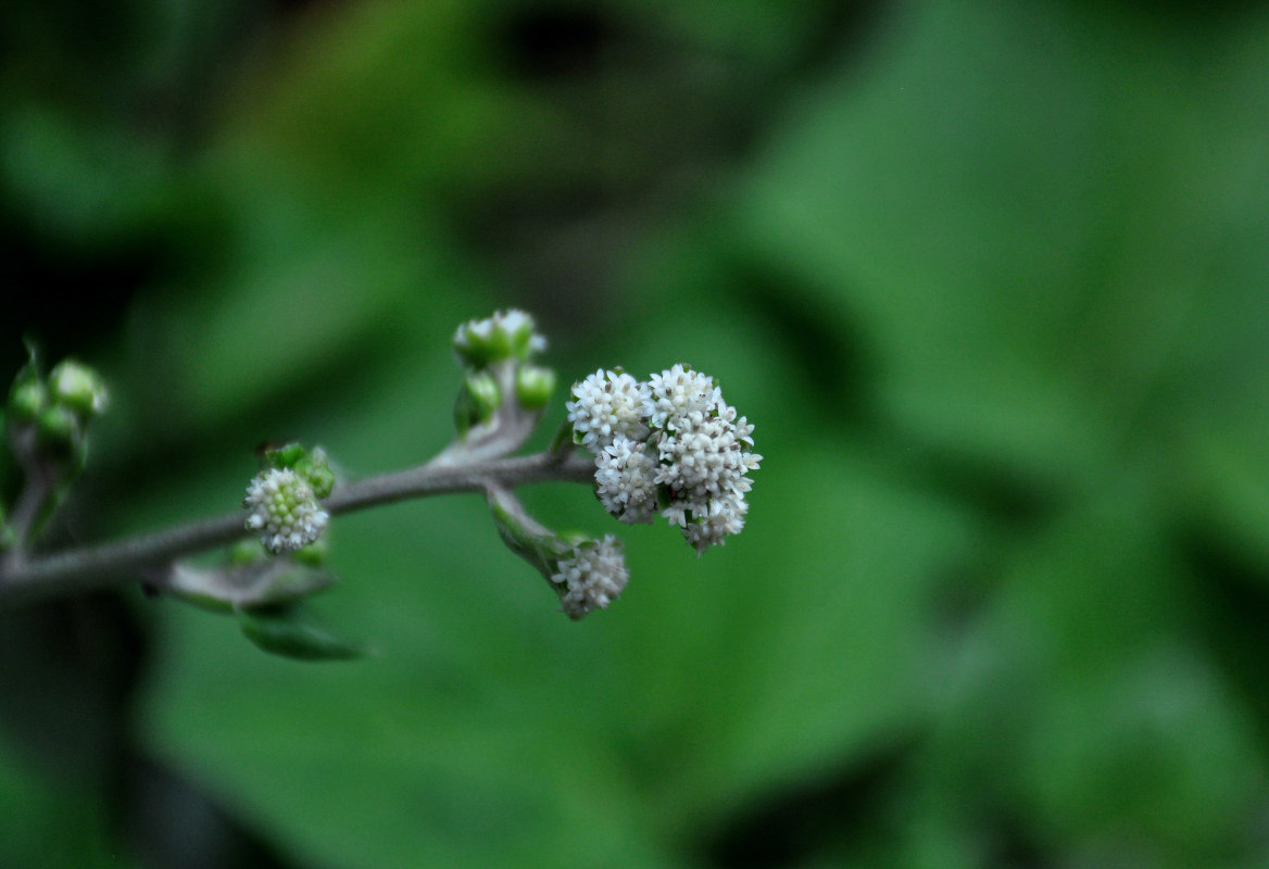 Изображение особи Adenocaulon adhaerescens.