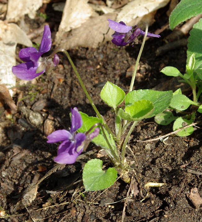 Image of Viola dehnhardtii specimen.