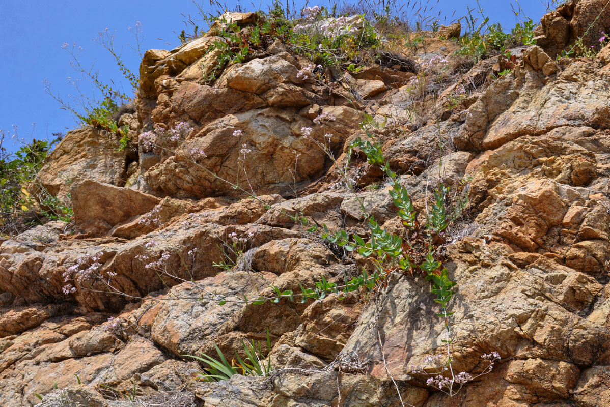 Image of Gypsophila pacifica specimen.