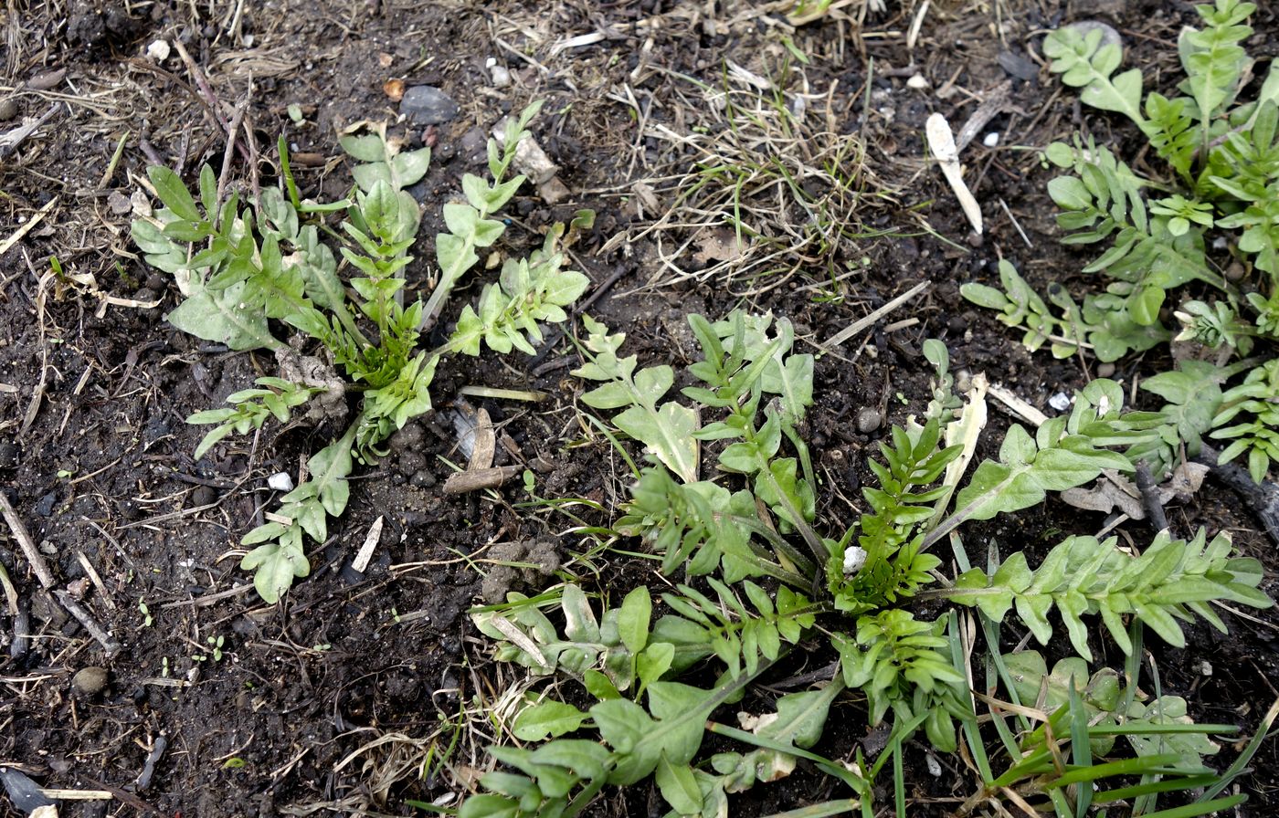 Изображение особи Capsella bursa-pastoris.