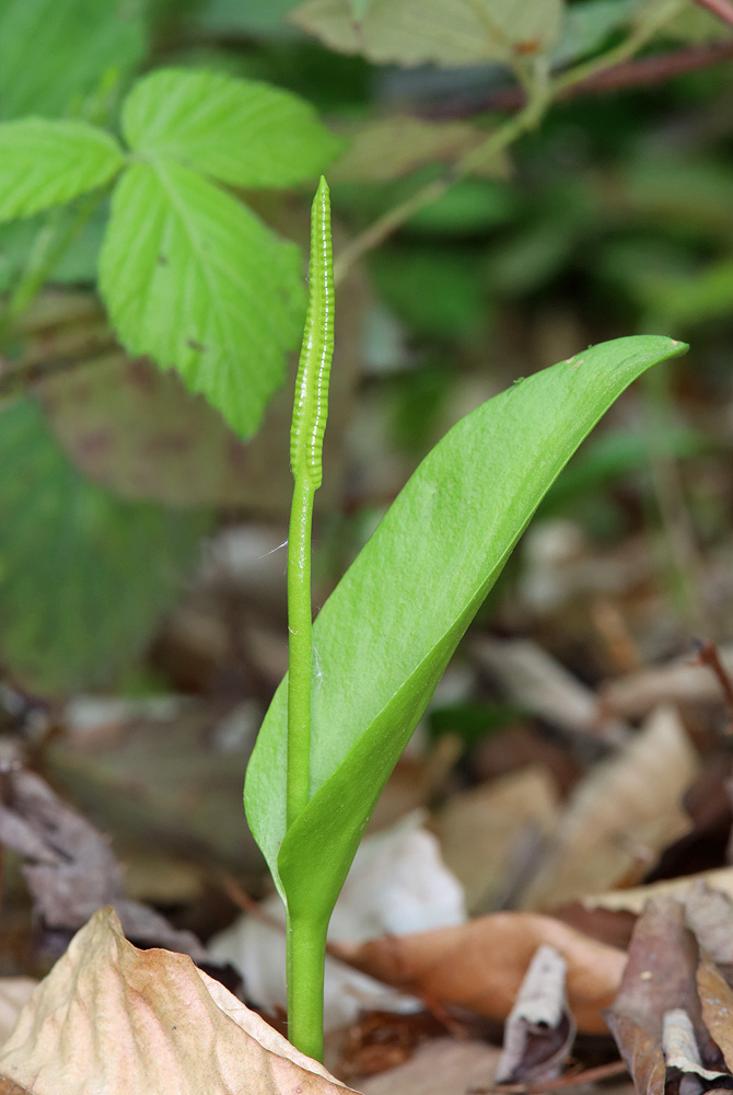 Изображение особи Ophioglossum vulgatum.