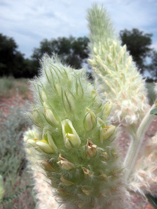 Image of Astragalus alopecias specimen.