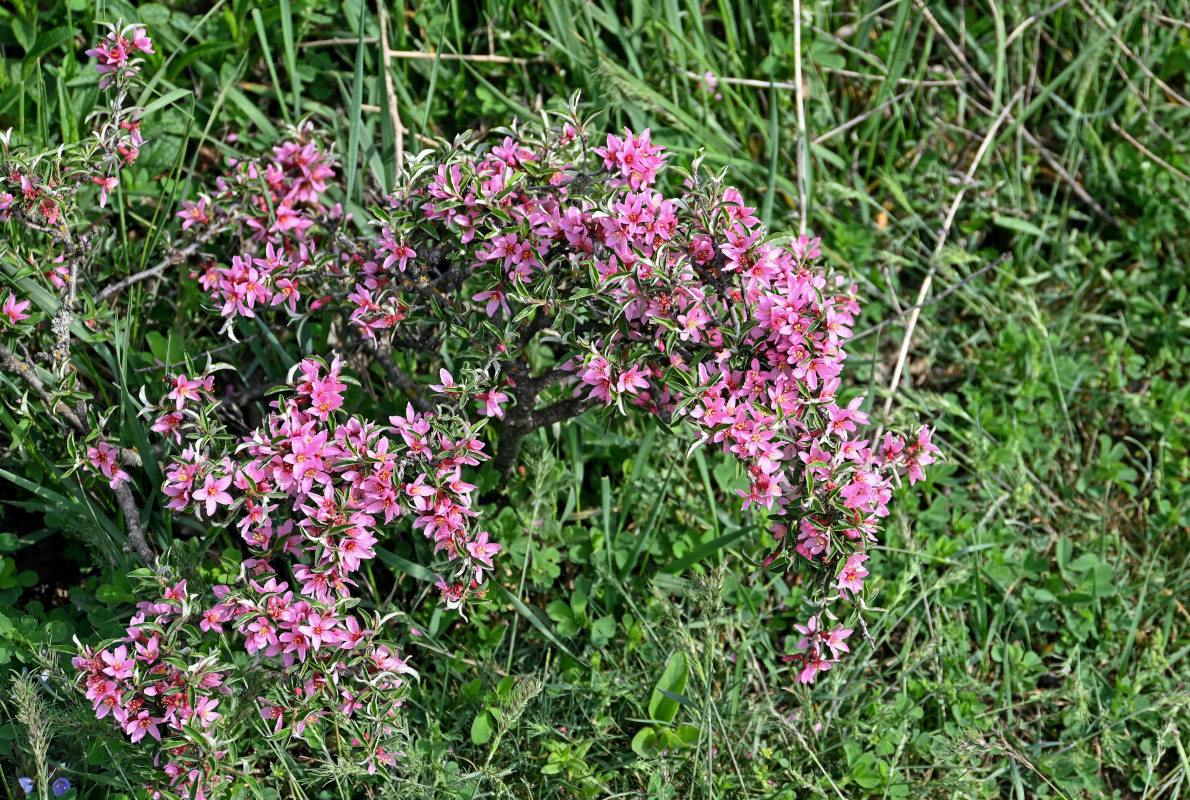 Изображение особи Cerasus incana.