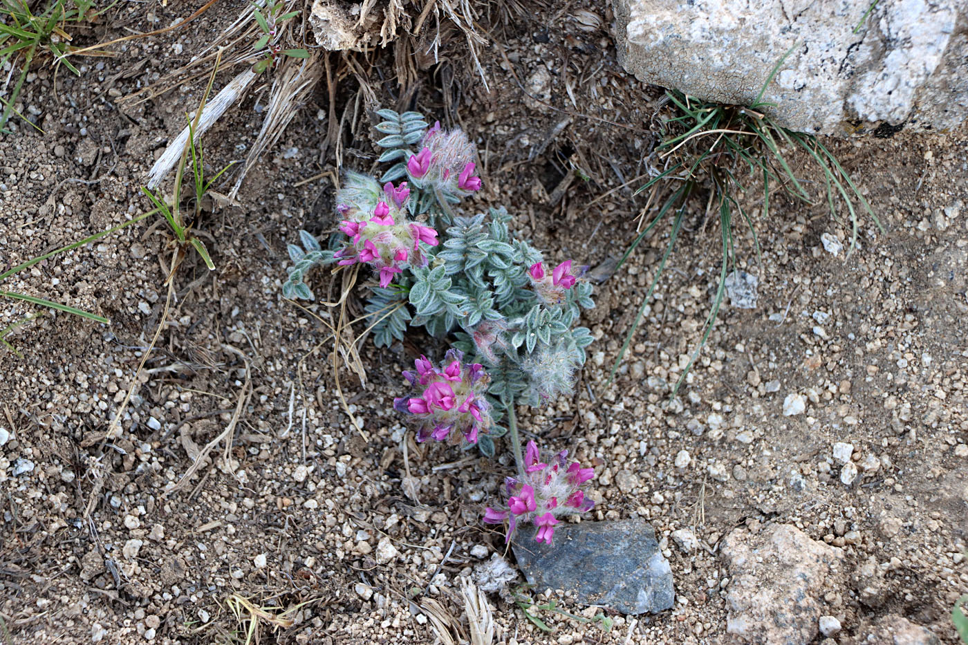 Изображение особи Oxytropis trichocalycina.