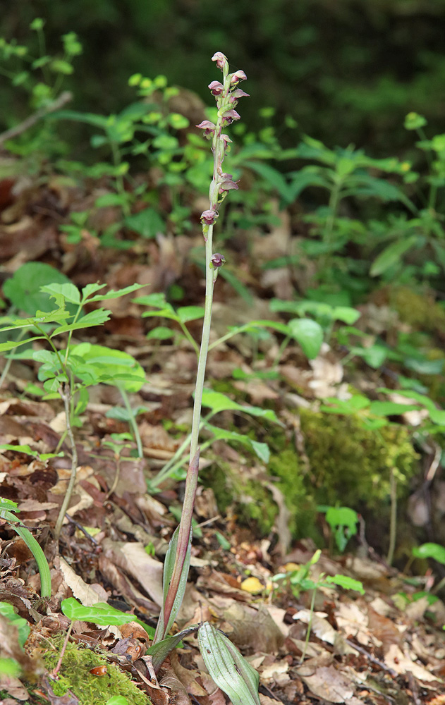 Image of Steveniella satyrioides specimen.