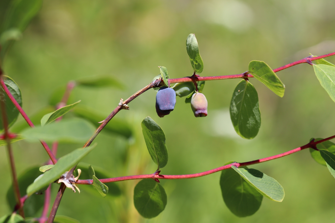 Изображение особи Lonicera altaica.