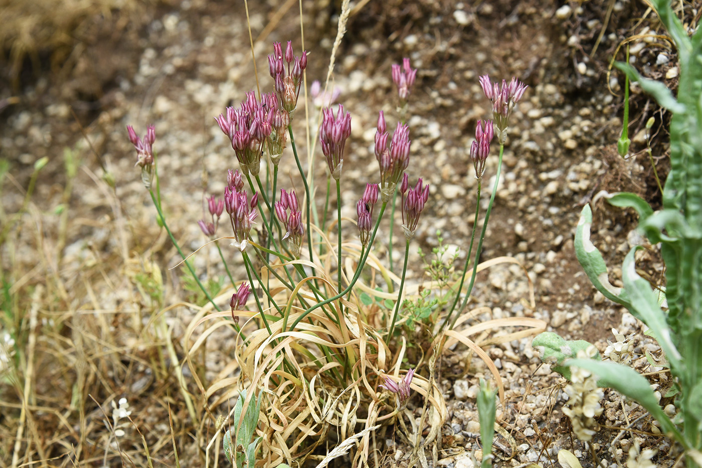 Изображение особи Allium drepanophyllum.