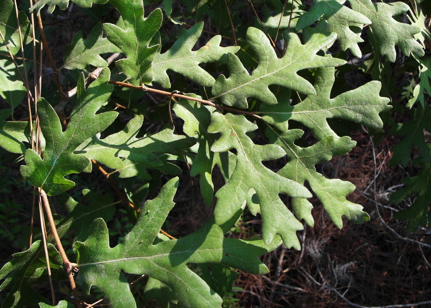 Image of Quercus cerris specimen.