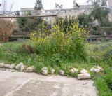 Sinapis alba. Цветущие растения (высота более 150 см). Израиль, Иудейские горы, г. Иерусалим, ботанический сад университета. 08.03.2022.