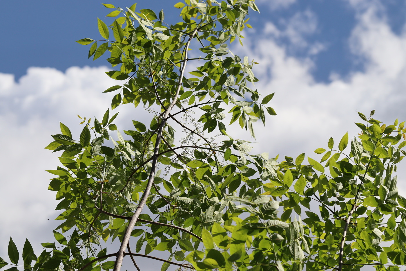 Image of Fraxinus pennsylvanica specimen.