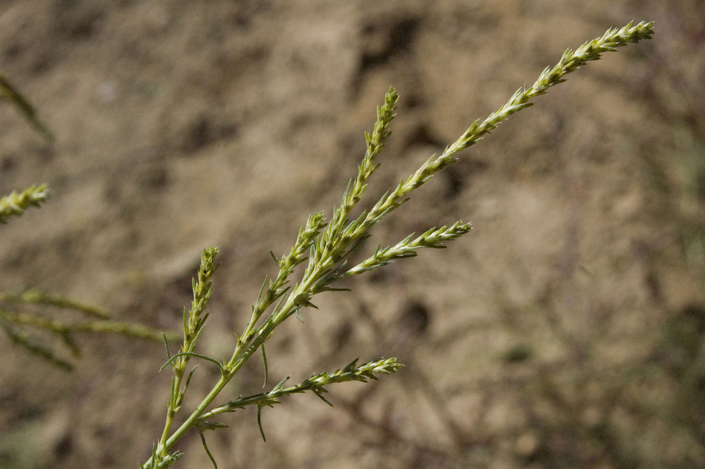 Изображение особи Salsola collina.