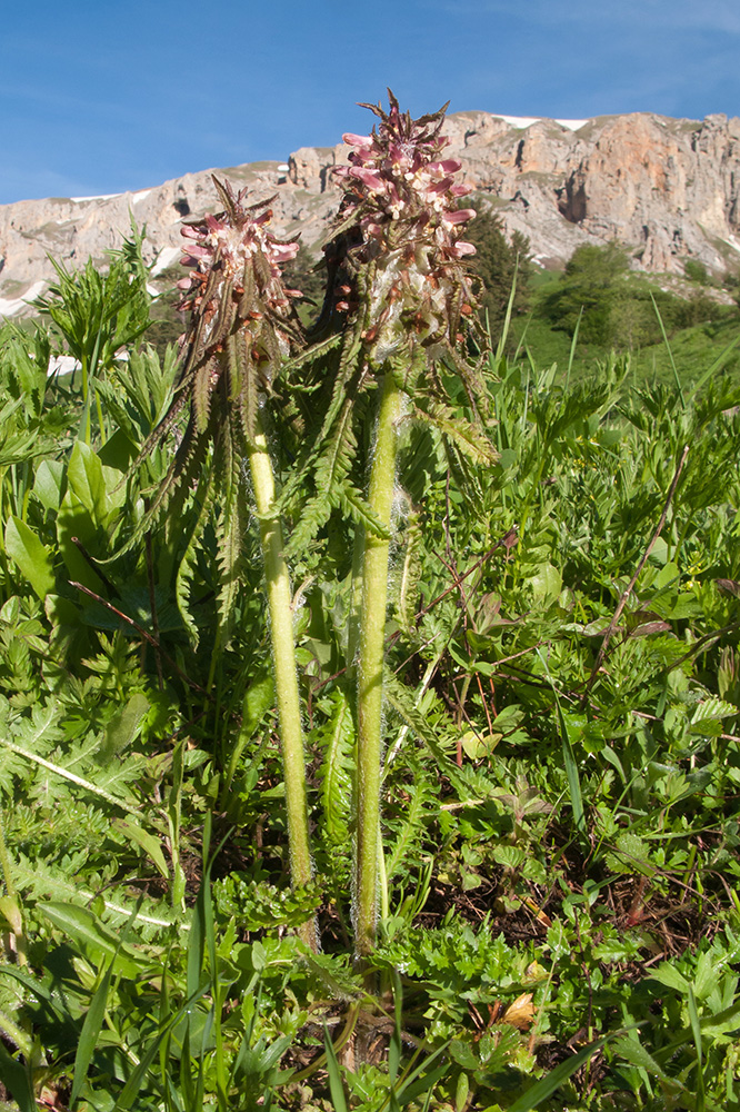 Изображение особи Pedicularis wilhelmsiana.