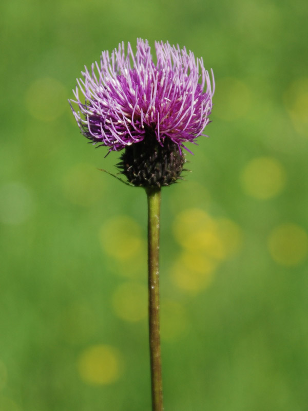 Image of Cirsium komarovii specimen.