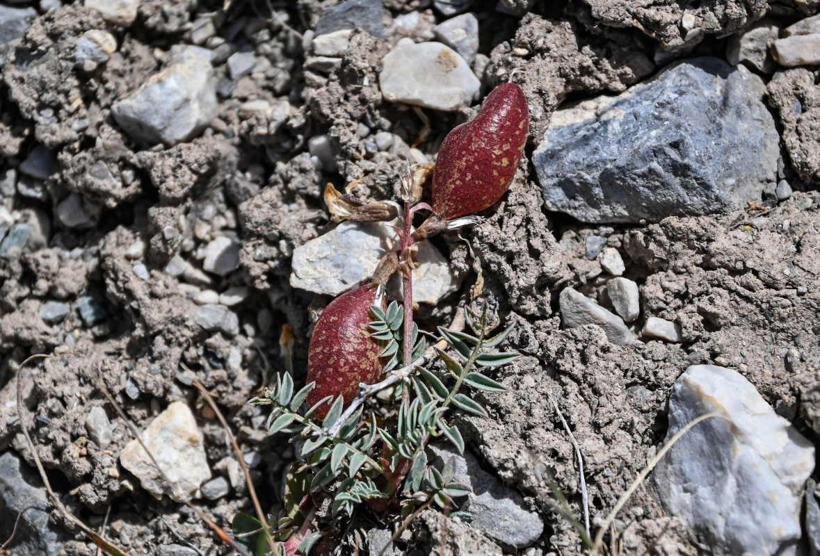 Image of Astragalus beketowii specimen.