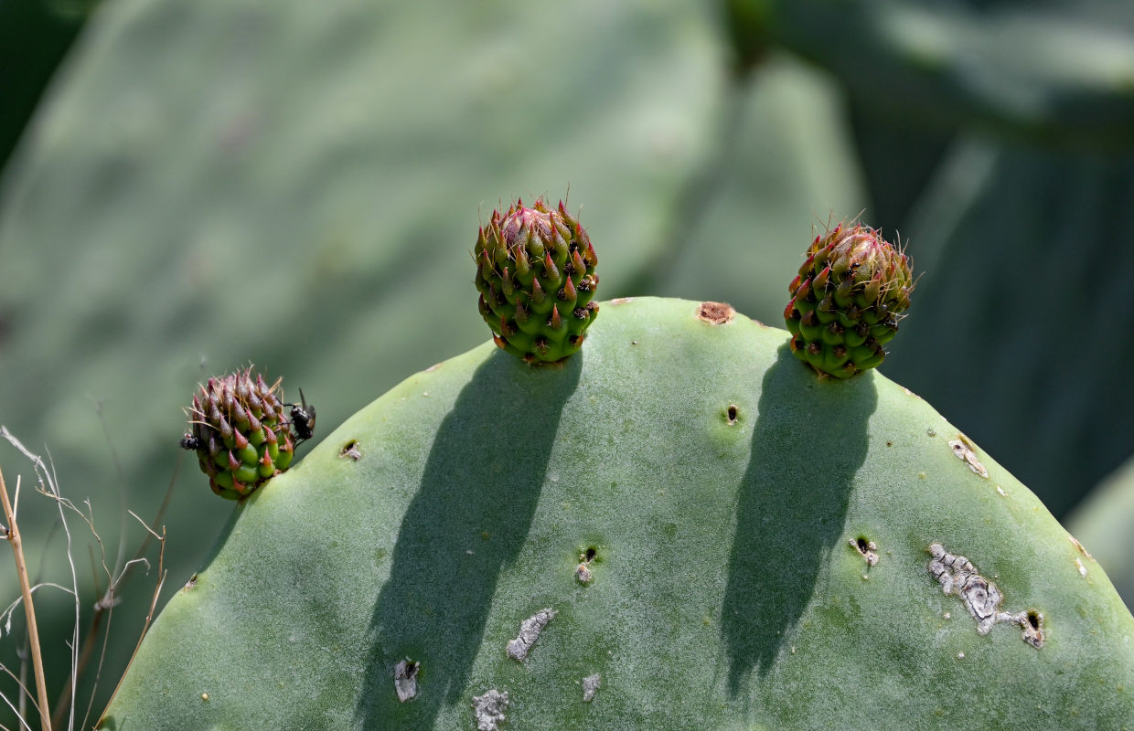 Изображение особи Opuntia ficus-indica.