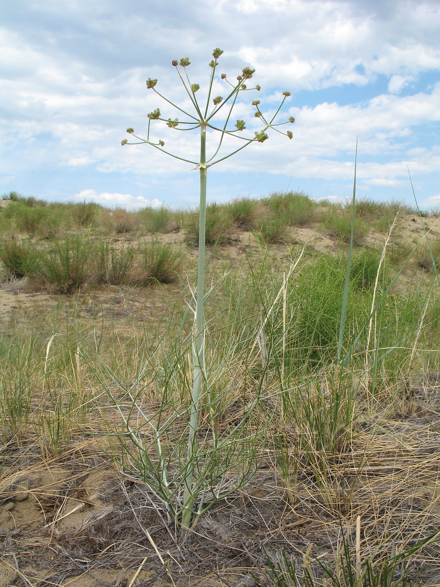 Изображение особи Ferula sibirica.